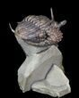 Rare, Encrinurus Trilobite From Malvern England #62874-1